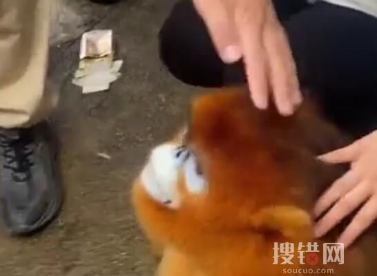 金絲猴弄壞行李架 路人摸頭安慰 原因竟是這樣簡直太無奈了
