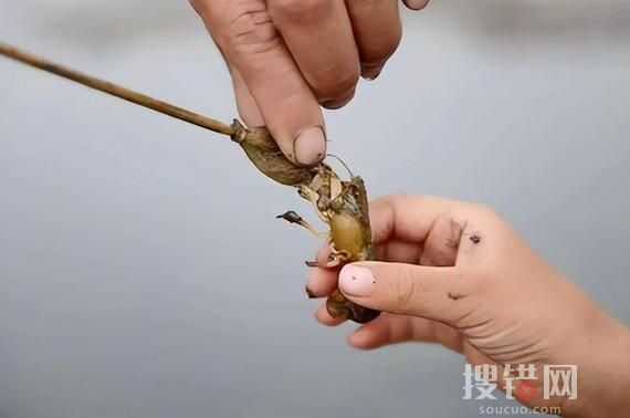 煙臺海邊出現大量瀘沽蝦 原因竟是這樣實在太恐怖了